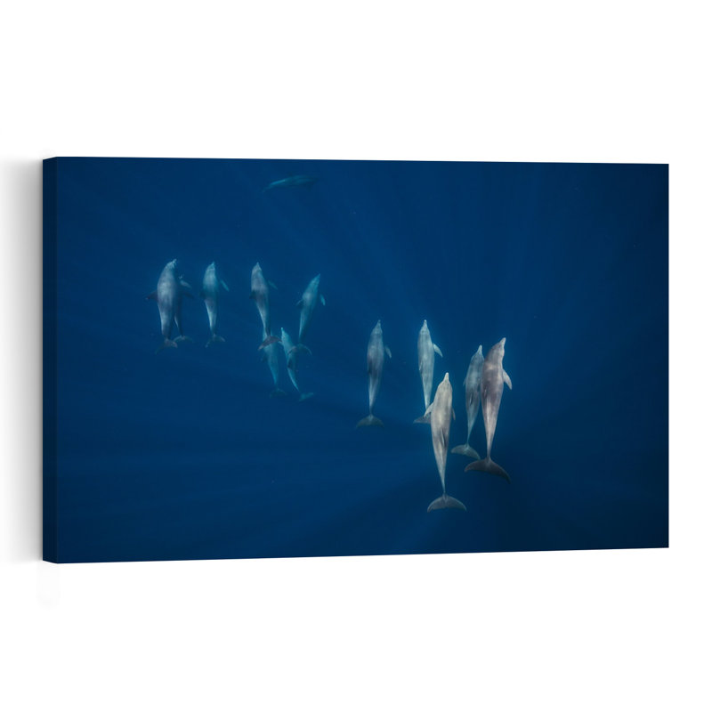 Deep Blue Dolphin Pod Elegant Peaceful Serene Dolphin Nature Ocean Wall Art Print 1 Piece Wrapped Canvas Wall Art