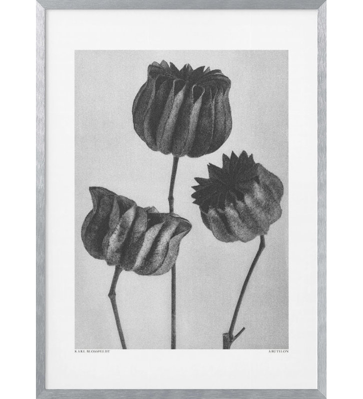Nature Inspired "Abutilon (Lime Mallow" by Karl Blossfeldt  Framed Print Wall Art, 20" H x 16" W