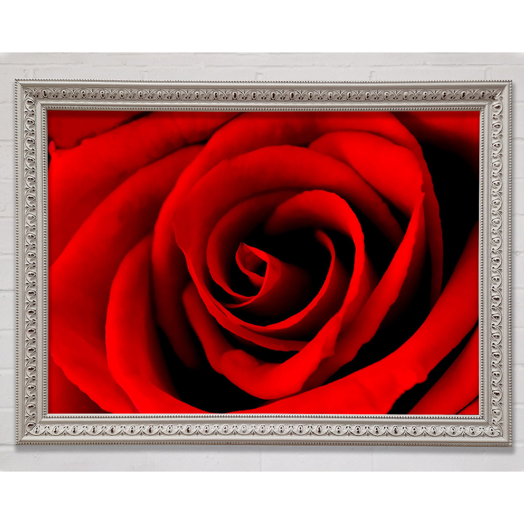 Red Rose Beauty - Einzelne Bilderrahmen Kunstdrucke