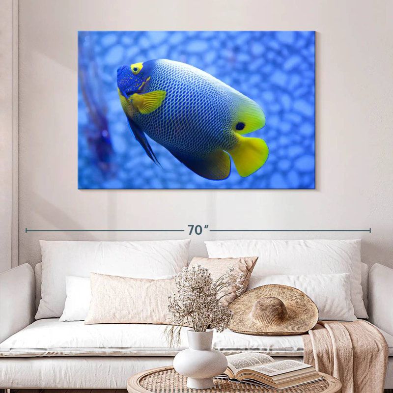 Angelfish bleu corail Brampt, H 32 po x l 48 po