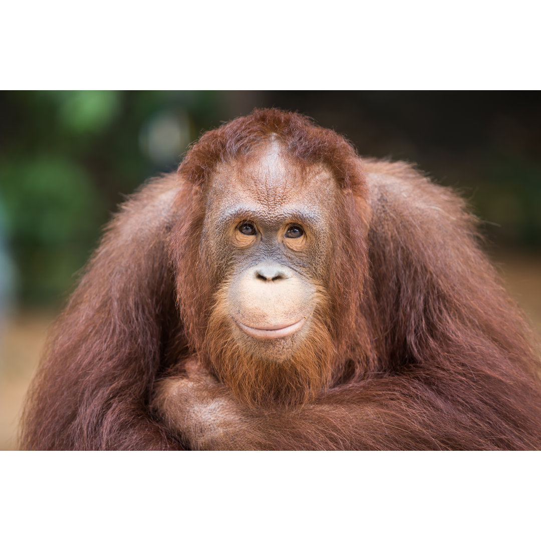 Leinwandbild Portrait Lächelnde Orang-Utans sitzen für den Fotografen und lassen sich fotografieren