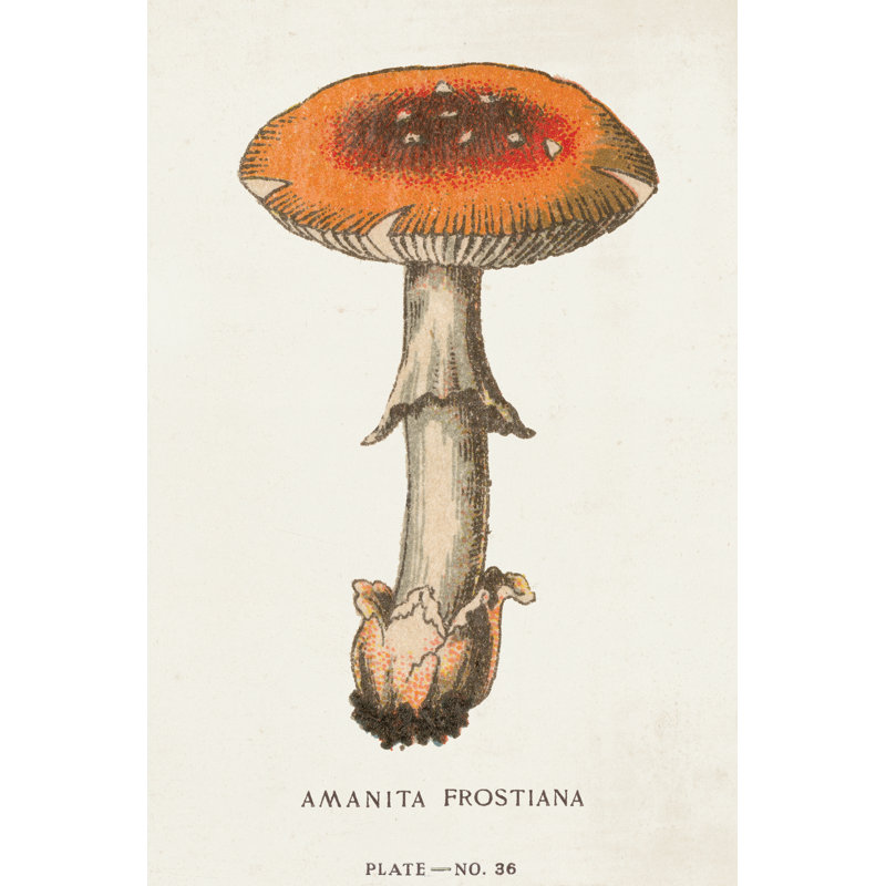 Mushroom Study III by Wild Apple Portfolio - Wrapped Canvas Print, 46cm H x 30cm x 3.8cm D