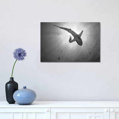 Grey Reef Shark, Kimbe Bay, Papua New Guinea 1 Piece Wrapped Canvas Wall Art