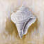 Toile encadrée Coastal Conical Shell - Décoration intérieure contemporaine