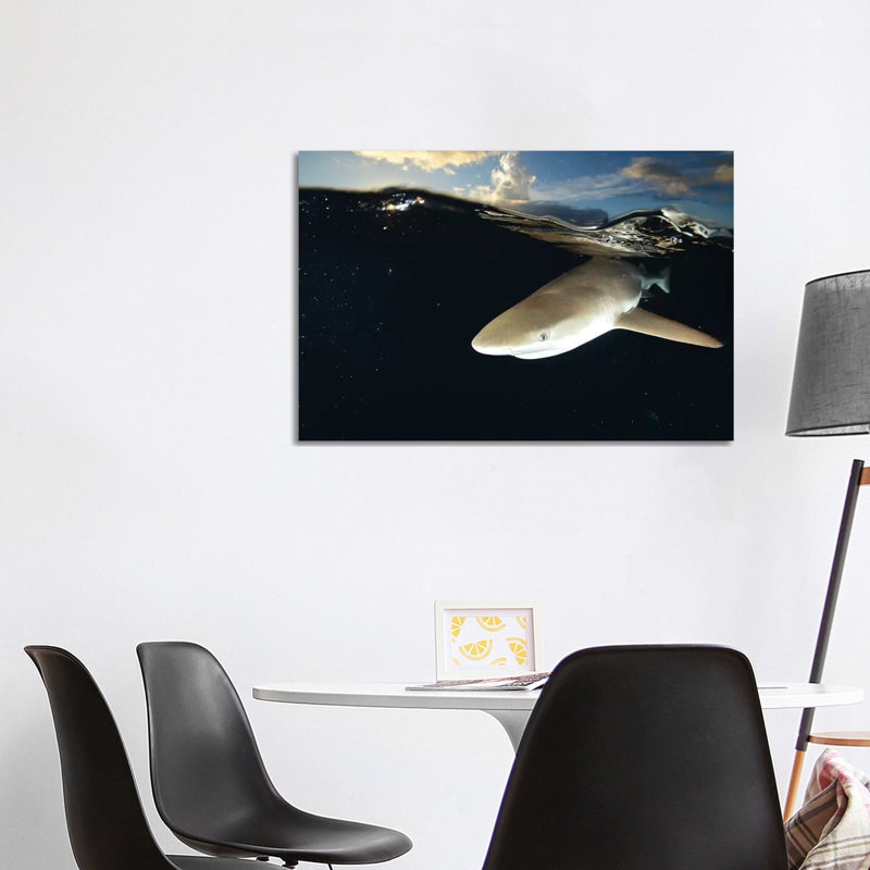 Blacktip Reef Shark, Yap, Micronesia II by Andreas Schumacher - Wrapped Canvas Print, 101.6 cm H x 66.04 cm W x 1.91 cm D