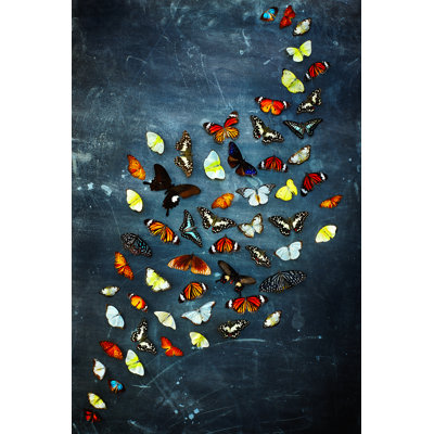 Papillons multicolores par Dean Mitchell