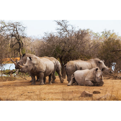 Family Of African Rhinos - Wrapped Canvas Print