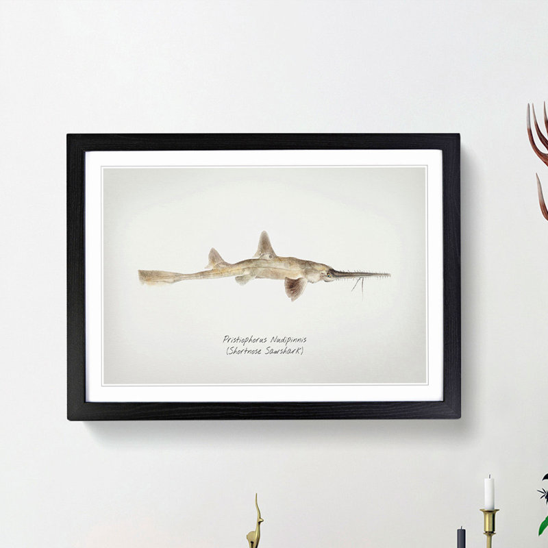 Illustration of a Shortnose Sawshark by F.E. Clarke - Picture Frame Graphic Art Print, 48cm H x 65cm W x 2cm D, Black Framed