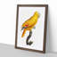 Golden Parrot by F. Levaillant - Picture Frame Art Print-55608737-55608740