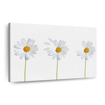 «Plucked Daisies» sur impression sur toile
