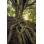 «Rooted On Canvas» par Martin Podt, reproduction