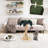 19.68” Cat Tree With Sial Scratching Post ，Catnip Ball＆Feather