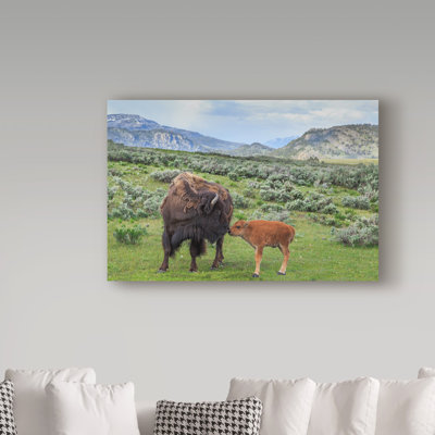 «Bison and Calf» de Fillmer, reproduction de photo sur toile tendue