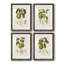 Vintage Pears I - ensemble de 4 reproductions de cadres photo-1895322398-1895322388