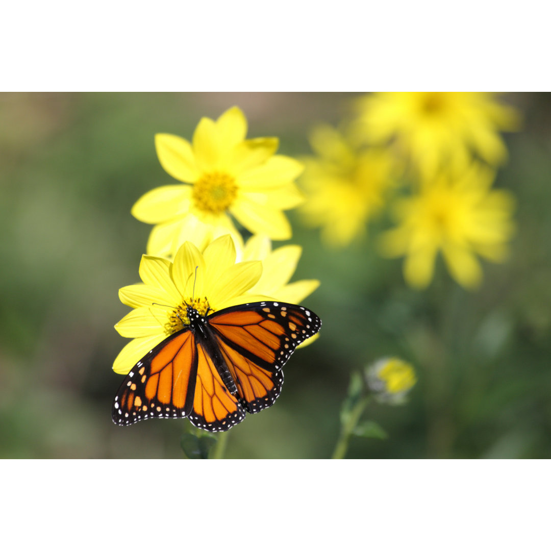 Monarch Schmetterling von SteveByland - Leinwand Kunstdrucke