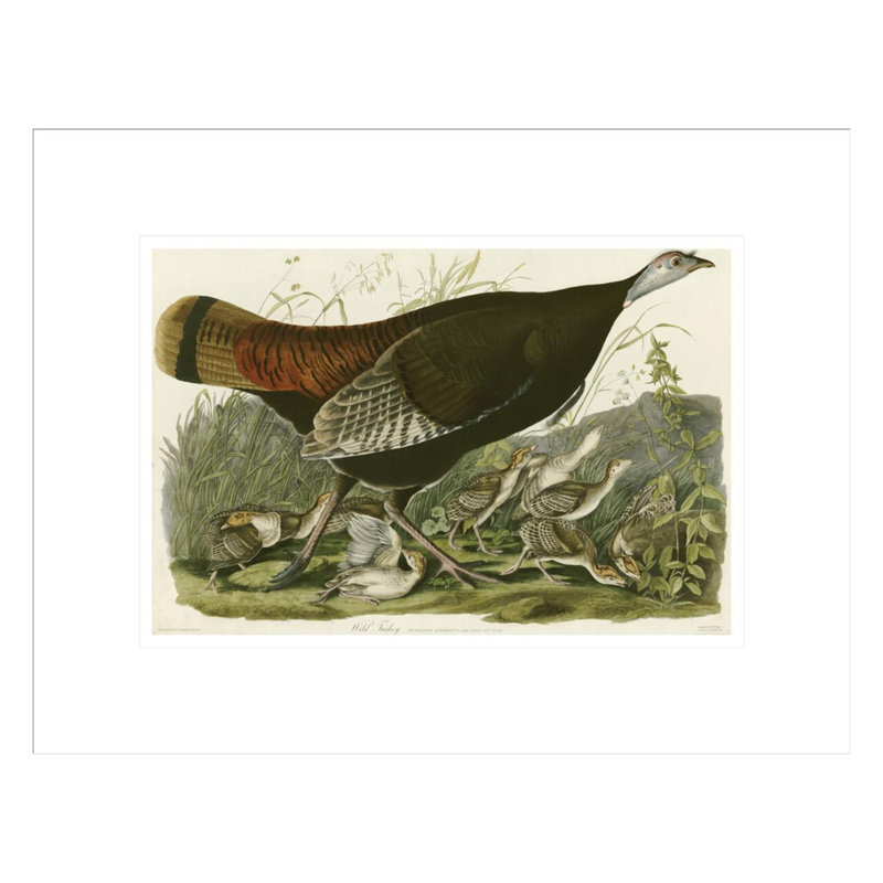 «Wild Turquie» par John James Audubon, impression giclée sur cadre, 13.09" H x 16.75" W