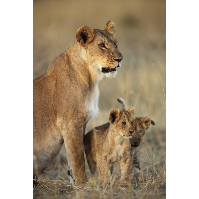 Lioness And Her Cubs by GP232 - No Frame Print on Canvas, 30cm H x 20cm W