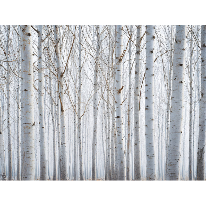 «Endless White Birch Forest», art mural sur toile tendue, H 36 po x l 48 po