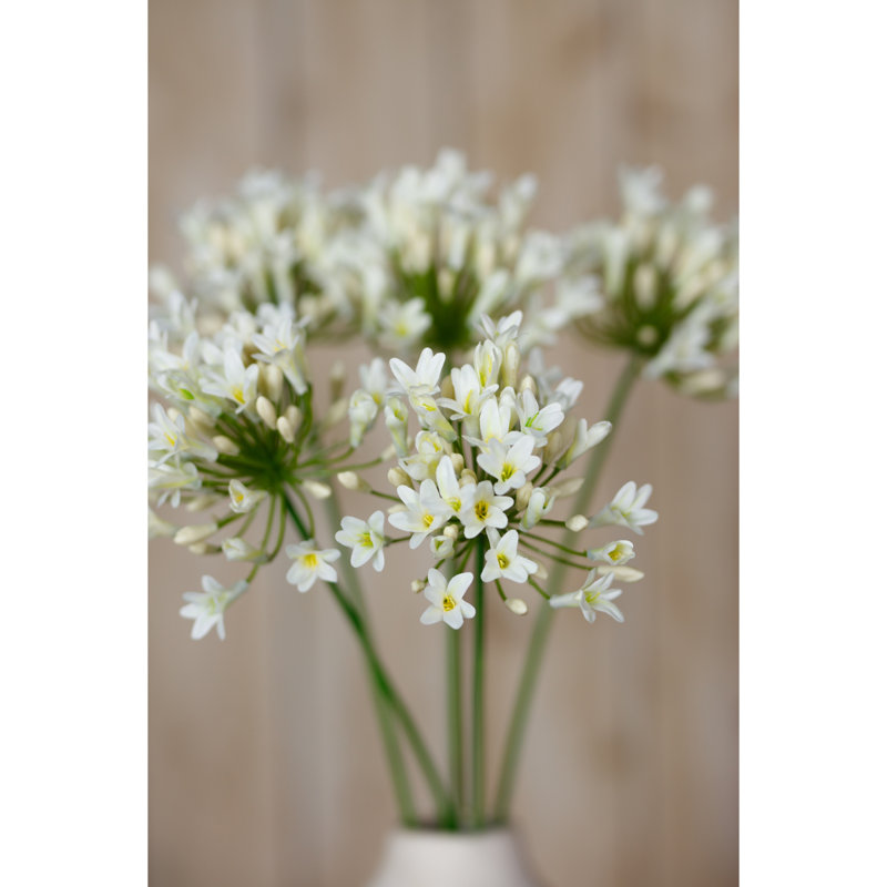 Arrangement, Cream