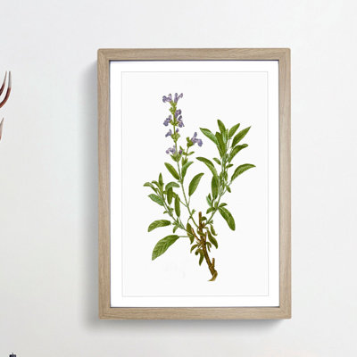 Garden Sage Flowers by Pierre-Joseph Redoute - Framed Print