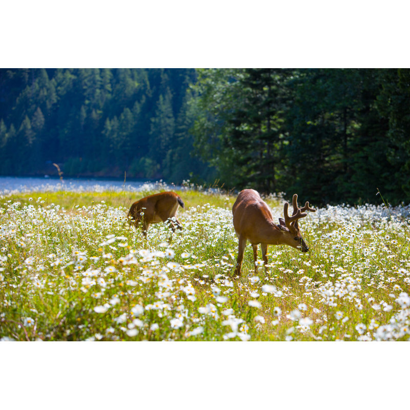 Deer In A Flower Field by ChrisLPhotography - Wrapped Canvas Print, 30cm H x 46cm W x 3.8cm D