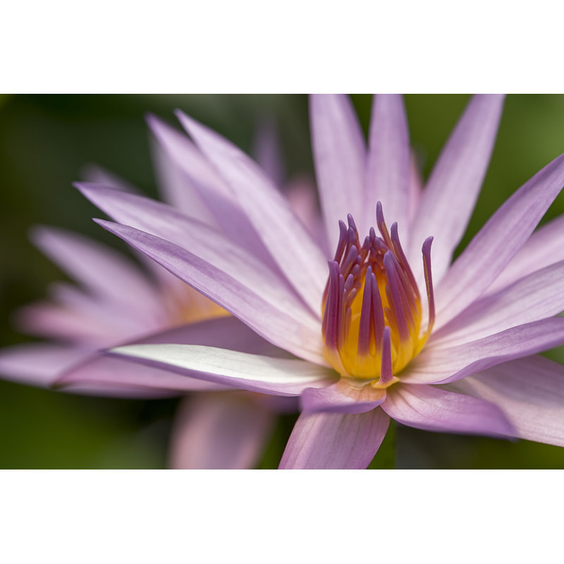 Single Lotus Flower by Andrew Haysom - Wrapped Canvas Print, 30cm H x 46cm W
