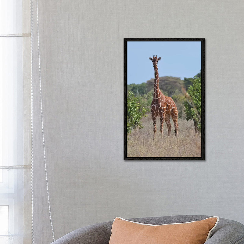 Reticulated Giraffe Frontal by Elmar Weiss - Print on Canvas, Black Framed, 66.04 cm H x 45.72 cm W x 1.91 cm D