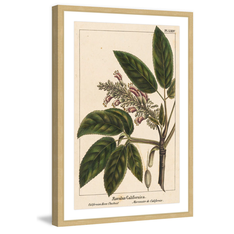 «Horse Chestnut», reproduction encadrée, H 36 po x l 24 po x P 1,5 po