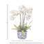 Arrangement d'orchidées en pot chinois