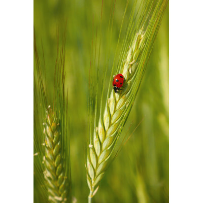 Red Ladybug - Wrapped Canvas Print
