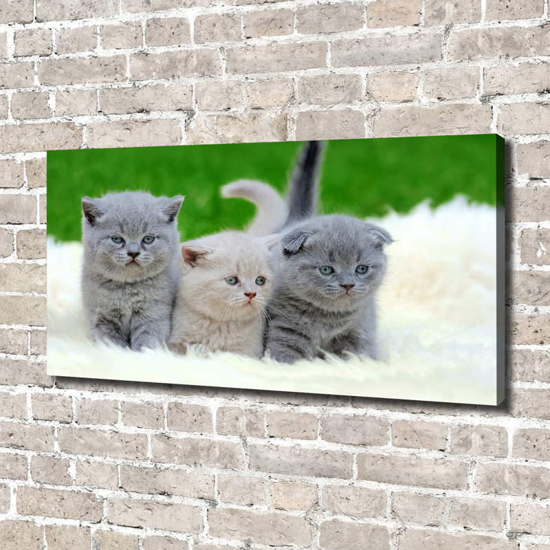 Three Cats On A Blanket - Print, Wrapped Canvas, 70cm H x 140cm W x 2cm D