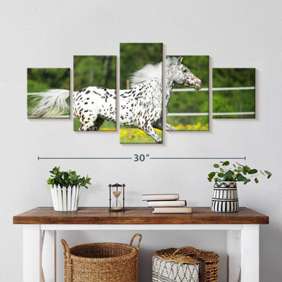 Appaloosa Horse