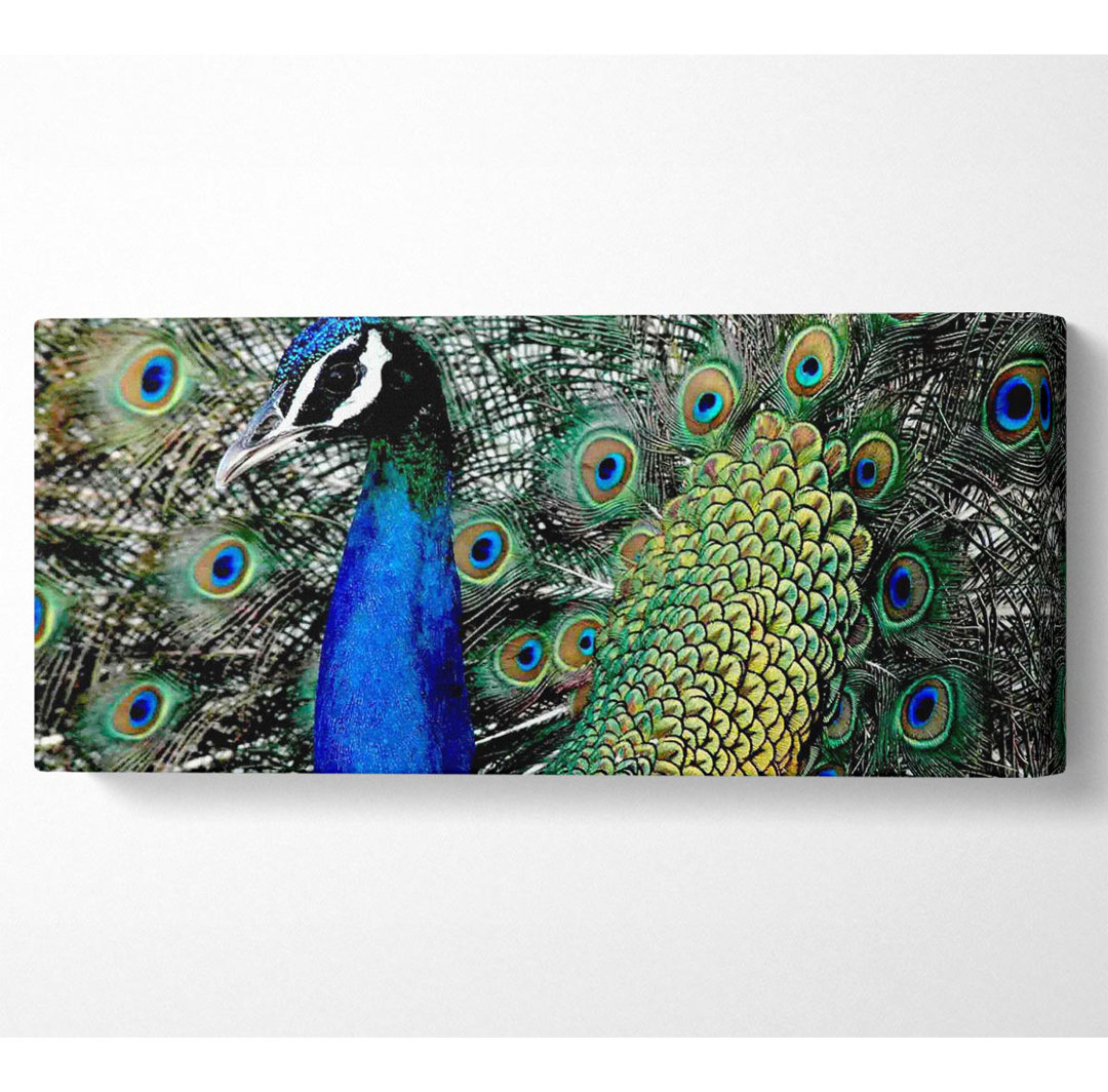 Peacock Stare - Kunstdrucke auf Leinwand - Wrapped Canvas