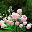 Arrangement floral dans un vase Lester-88536246