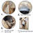 " Belgian Malinois Handsome Portrait "-96301163-96301162