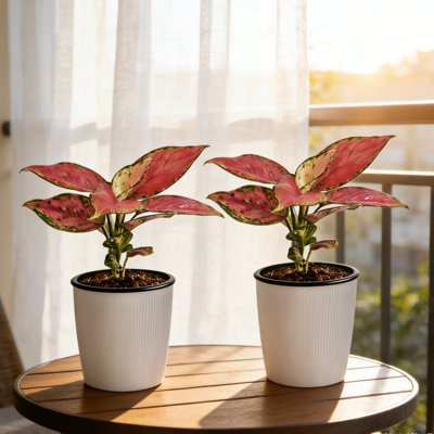 Aglaonema Red Siam, Red Chinese Evergreen, Live Plant (Set of 2)