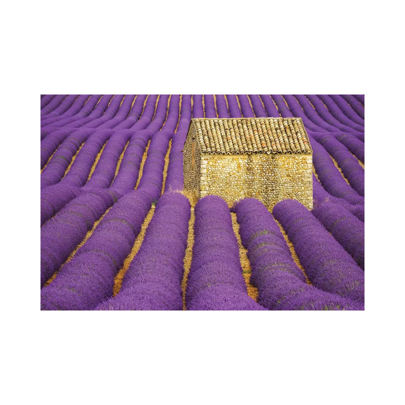 France, Provence, Valensole Plateau. Lavender Crop Surrounds Stone Hut. by Jaynes Gallery - Wrapped Canvas Print