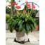 Zendaya Weather Resistant Planter Feet-42607058