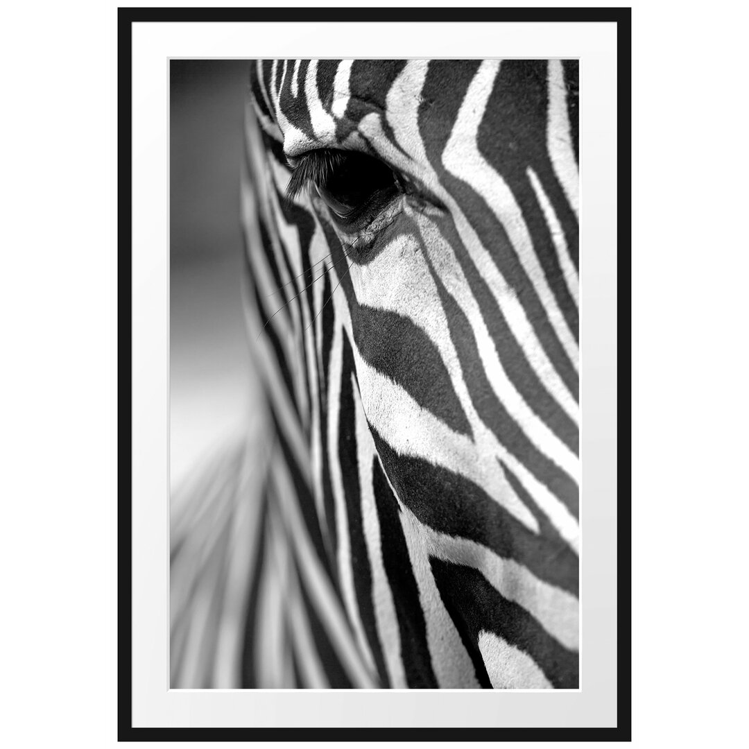 Gerahmtes Poster Zebra Nahaufnahme