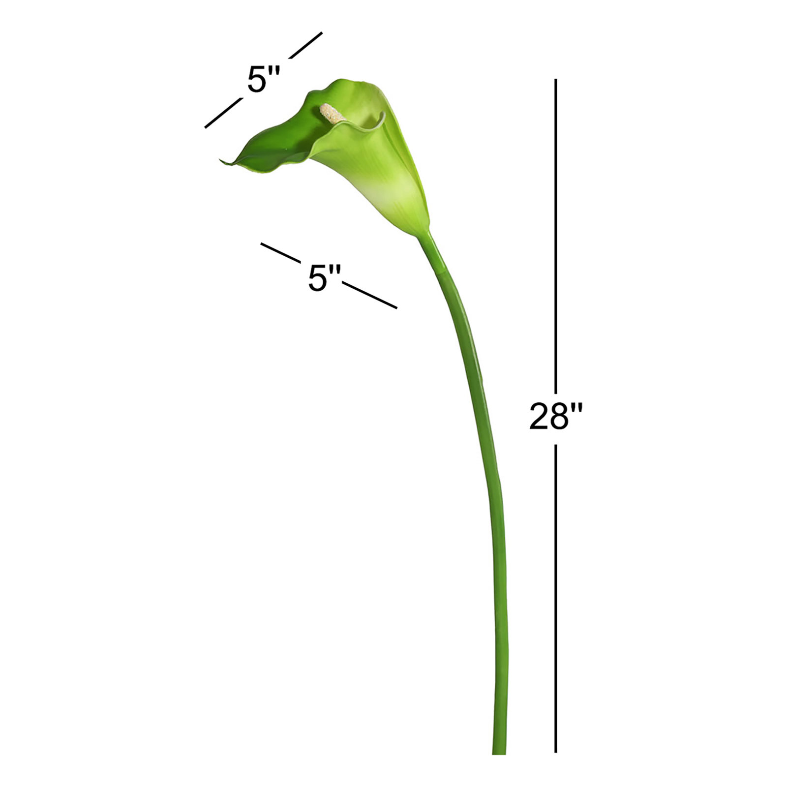 Cauldwell Calla Lily Stems, White/Green, 28" H x 5" W x 5" D