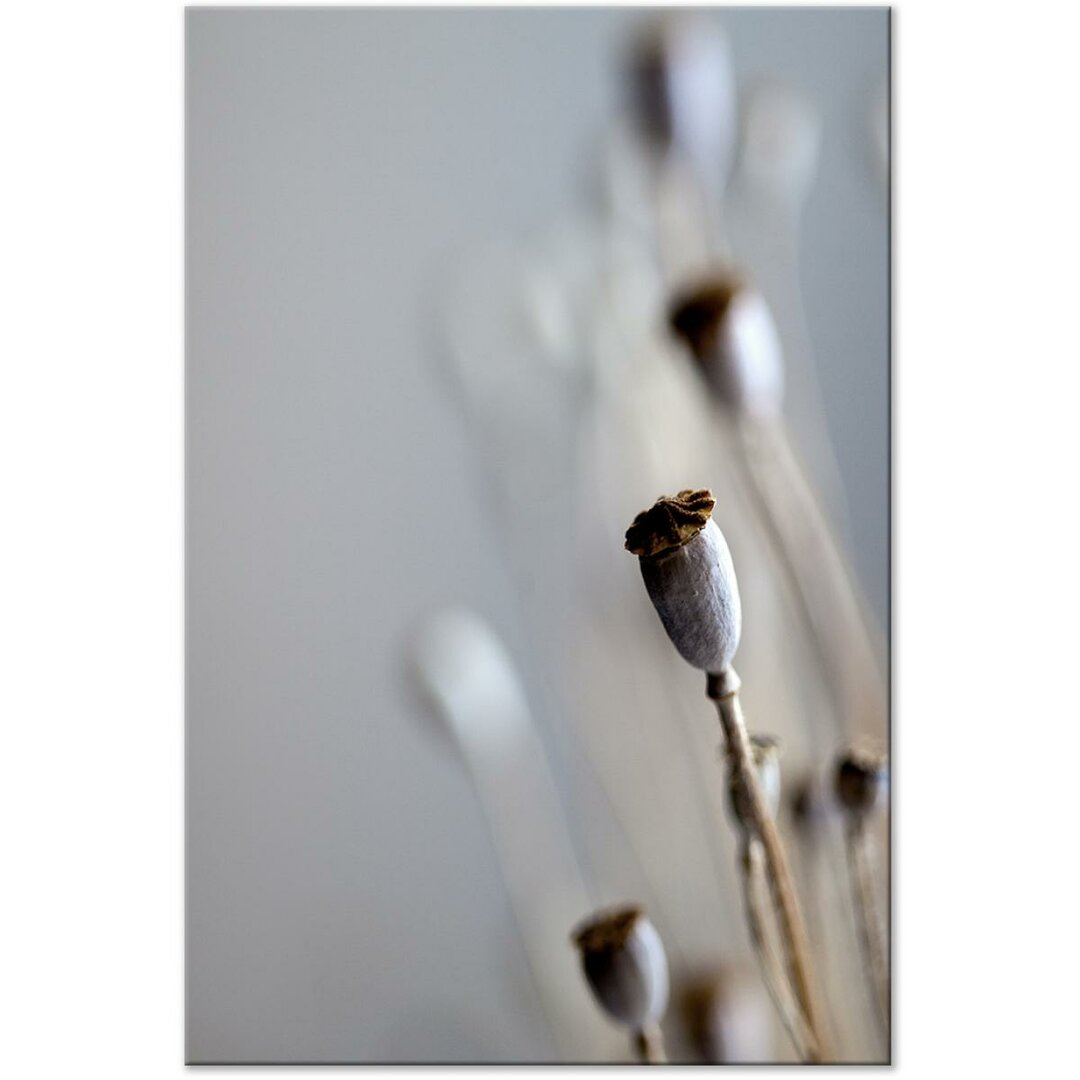 Leinwandbild Dried Poppies