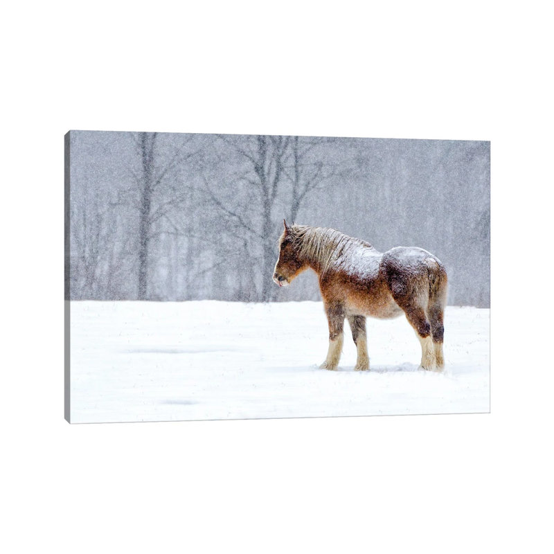 Stoic by David Gardiner - Wrapped Canvas Print, Wrapped Canvas, 66.04 cm H x 45.72 cm W x 3.175 cm D