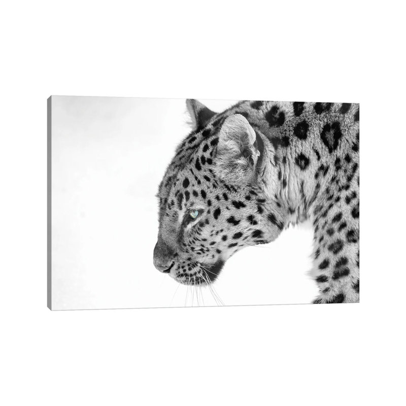 Big Cat B&W by David Gardiner - Wrapped Canvas Print, 30.48cm H x 45.72cm W