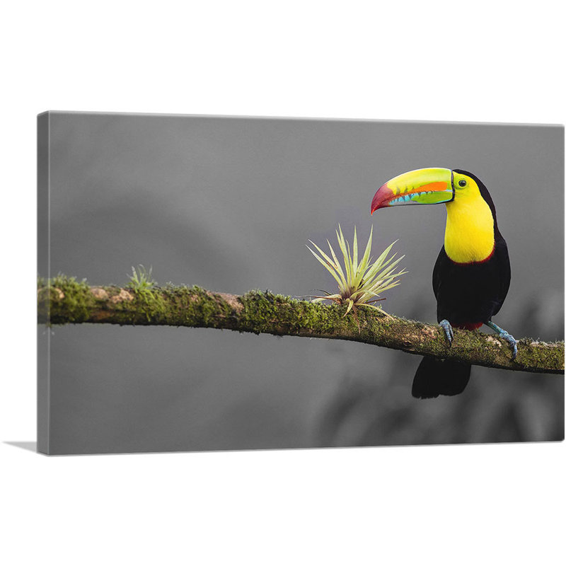 Toucan, oiseau, branche verte dans la forêt - reproduction de photo sur toile tendue, H 18 po x l 26 po x P 1,5 po