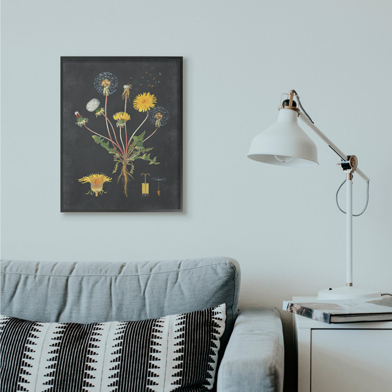 «Botanical Dessin Dandelion On Black Design», impression, H 30 po x l 24 po, Giclée encadrée noir minuit
