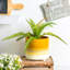 Ceramic Pot Planter-63880904-63880903