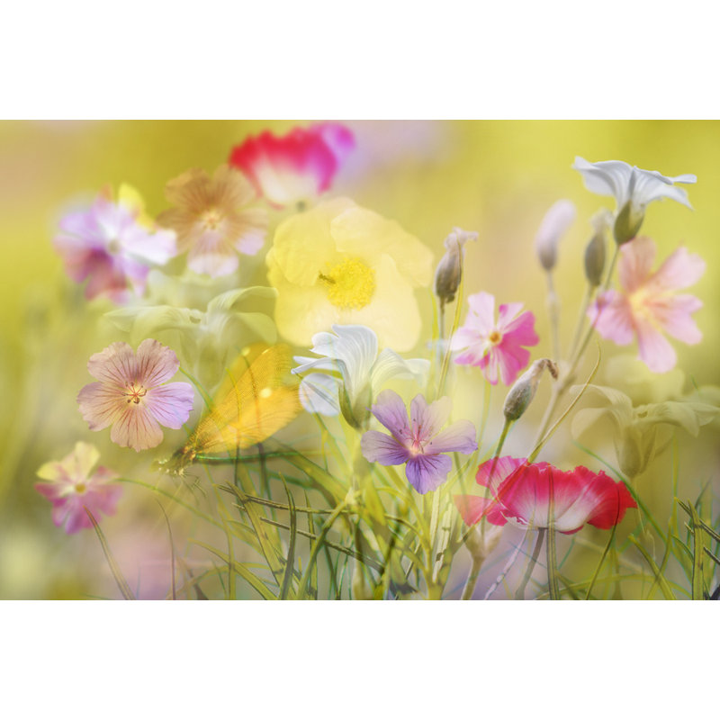 Wrapped Canvas Print, 50.8 cm H x 76.2 cm W