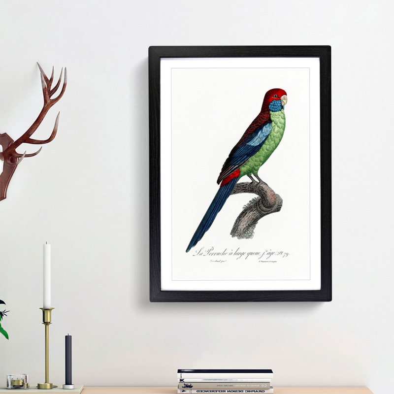 Broad Tailed Parrot by F. Levaillant - Picture Frame Graphic Art Print, 36cm H x 27cm W x 2cm D, Black Framed