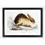 Chinese Hare by John Edward Gray - Picture Frame Painting Print-55546104-55546103