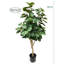 Arbre à toucher réel en pot-1382433215